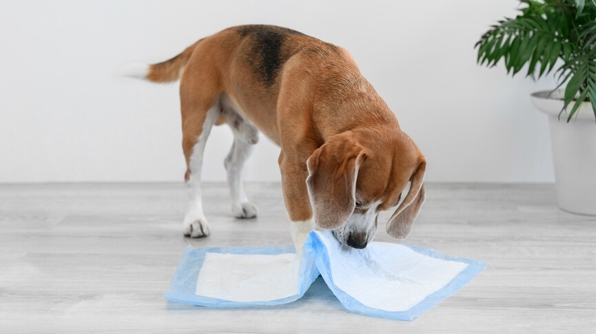 寵物尿墊-如何選擇合適的狗狗尿墊-犬隻去廁所訓練指南